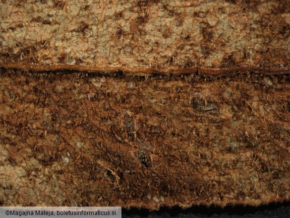 Puccinia bistortae