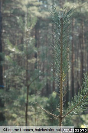 navadna borova grizlica (<i>Diprion pini</i>) na <i>Pinus sylvestris</i>
