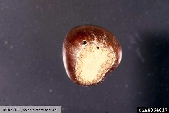 leskov semenar (<i>Curculio nucum</i>)