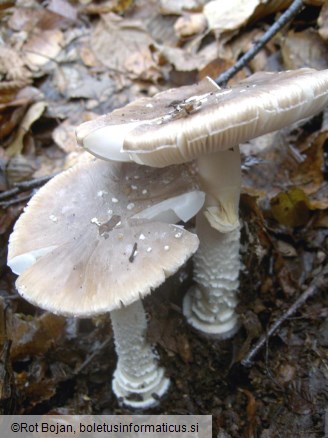 Amanita pantherina