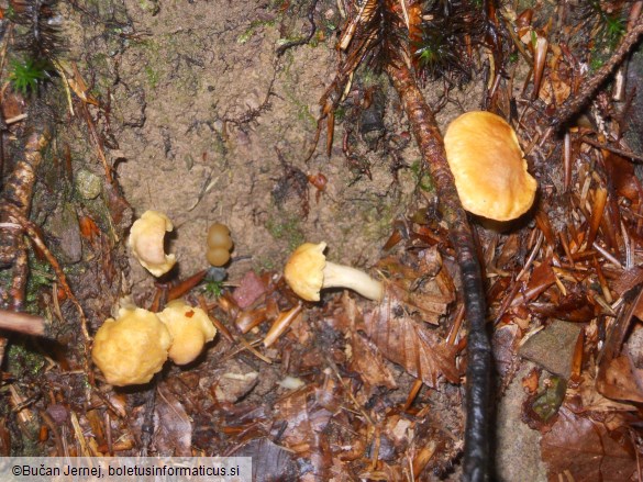 Cantharellus cibarius var. amethysteus