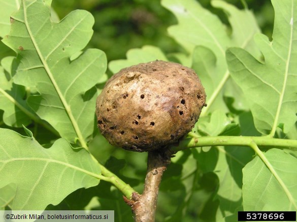 hrastova koreninska šiškarica (<i>Biorhiza pallida</i>) na <i>Quercus</i> spp.