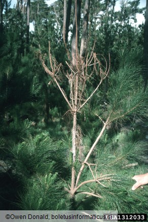 borov smolasti rak (<i>Gibberella circinata</i>) na <i>Pinus radiata</i>