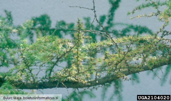 molj macesnovih iglic (<i>Coleophora laricella</i>) na <i>Larix decidua</i>