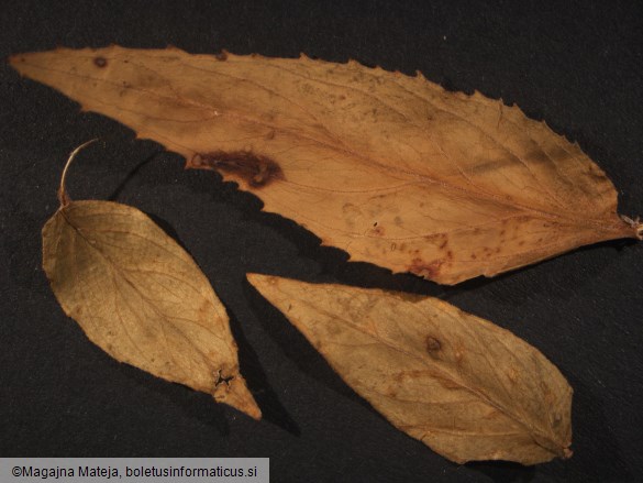 Puccinia epilobii