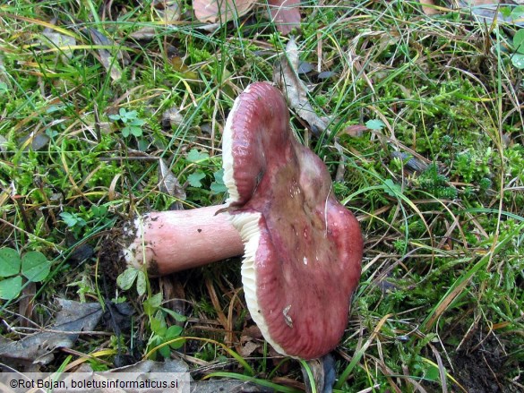 Russula queletii