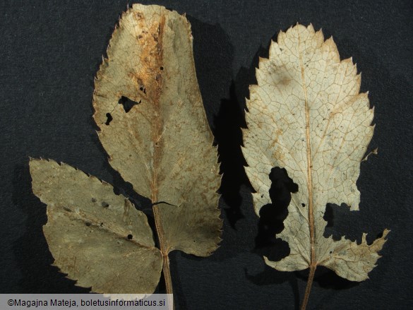 Puccinia aegopodii 