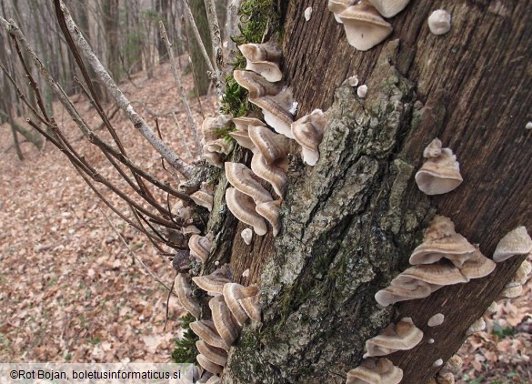 Trametes ochracea