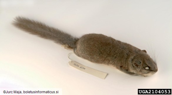 <i>Myoxus glis</i>