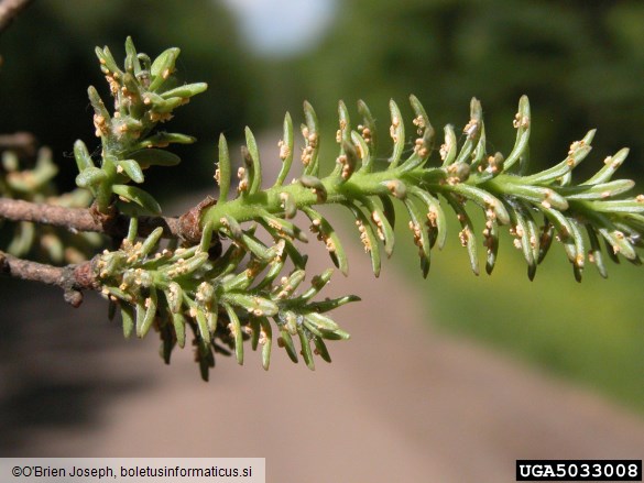 <i>Melampsorella caryophyllacearum</i> na <i>Abies balsamea</i>