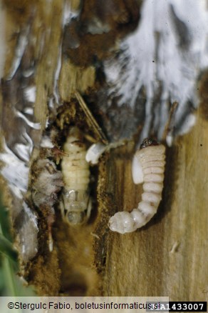 smrekov kozliček (<i>Tetropium castaneum</i>)