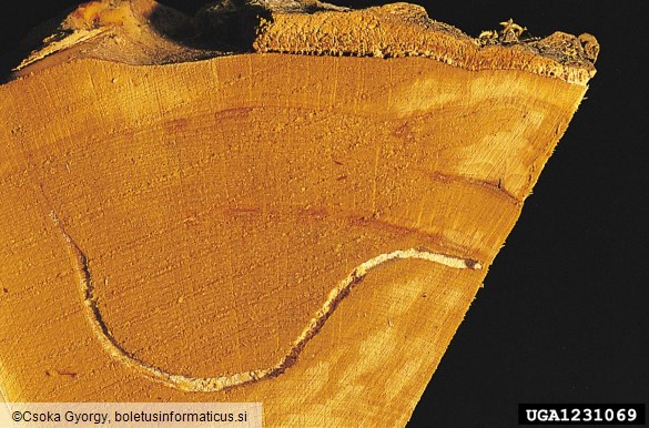 navadni (bukov) vrtovin (<i>Hylecoetus dermestoides</i>)