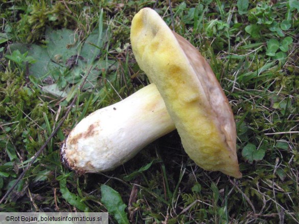 Boletus depilatus