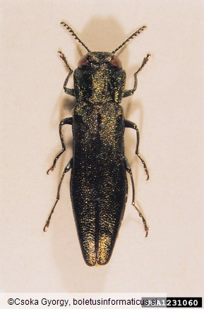 <i>Agrilus angustulus</i>