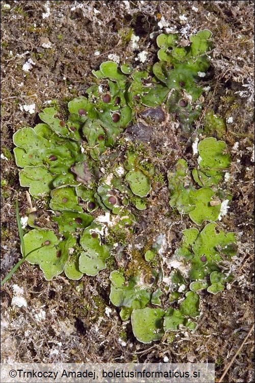Solorina saccata