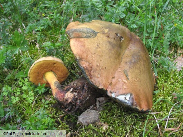 Boletus luridus