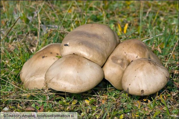 Melanoleuca cognata