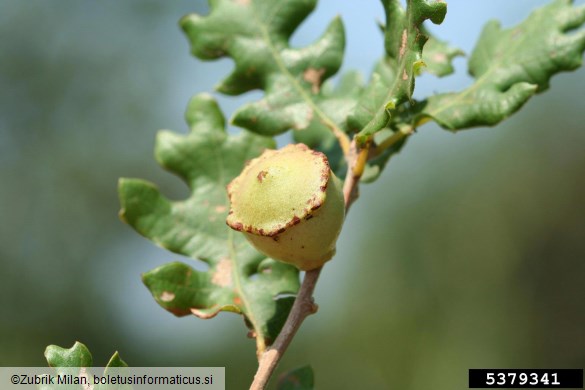 <i>Andricus quercustozae</i> na <i>Quercus</i> spp.