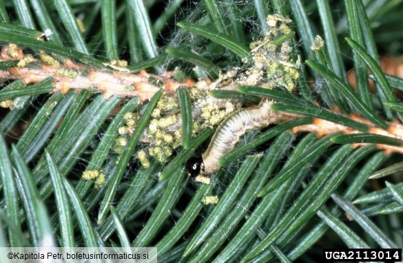 <i>Cephalcia arvensis</i> na <i>Picea abies</i>