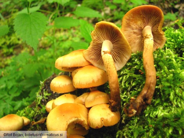 Kuehneromyces mutabilis