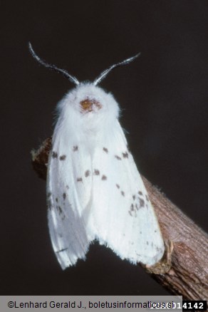 murvar ali murvin prelec (<i>Hyphantria cunea</i>)