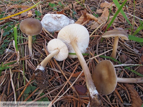 Melanoleuca graminicola