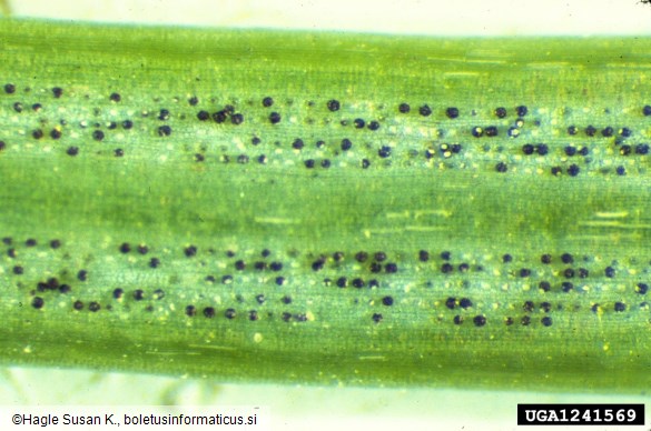 sajasti osip duglazije (<i>Phaeocryptopus gaeumannii</i>) na <i>Pseudotsuga menziesii</i>