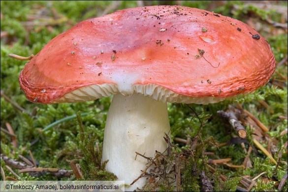 Russula emetica