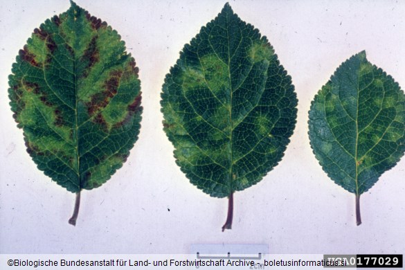 šarka (<i>Potyvirus plum pox virus</i>) na <i>Prunus domestica</i>