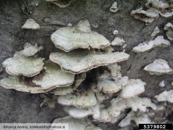 jelkova apnenka (<i>Trichaptum abietinum</i>) na <i>Alnus glutinosa</i>