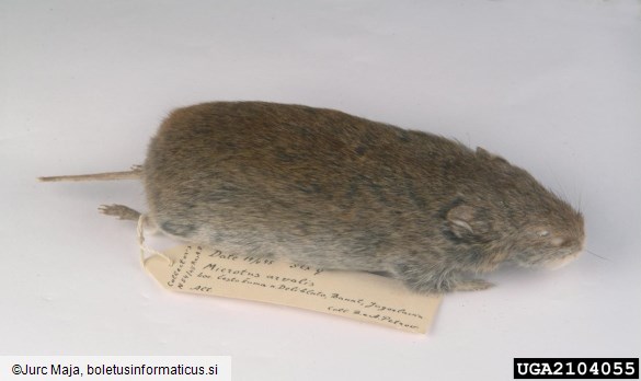 poljska voluharica (<i>Microtus arvalis</i>)