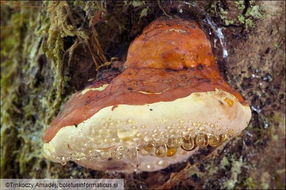 Fomitopsis pinicola