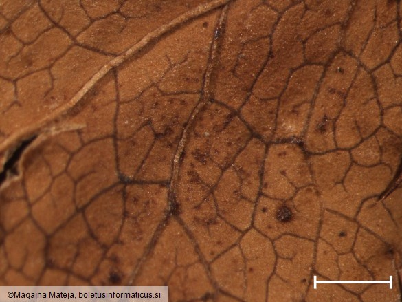 Puccinia saniculae