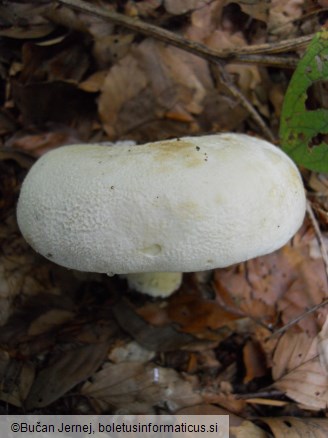 Lactarius vellereus