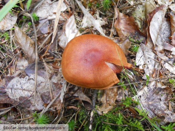 Cortinarius semisanguineus