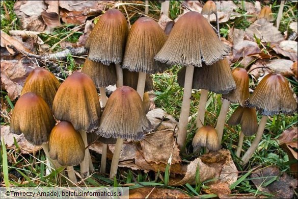 Coprinellus micaceus