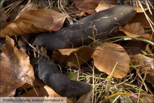 Xylaria polymorpha