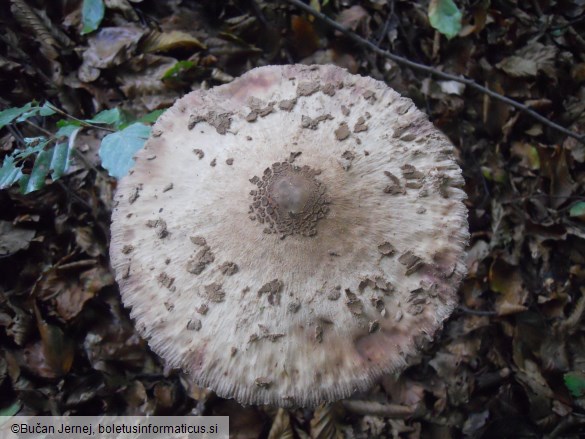 Macrolepiota procera