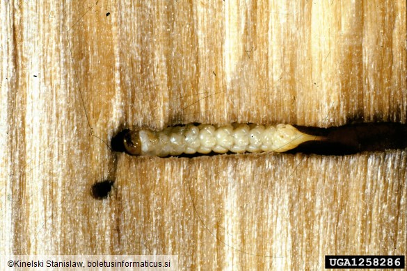 navadni (bukov) vrtovin (<i>Hylecoetus dermestoides</i>)