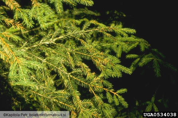 <i>Lophodermium piceae</i> na <i>Picea abies</i>