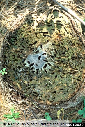 veliki borov krasnik (<i>Calcophora mariana</i>)