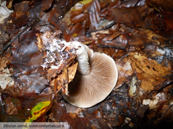 Hebeloma sinapizans