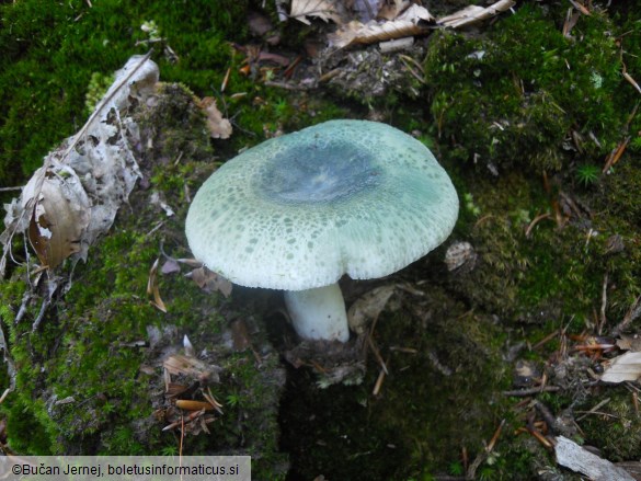 Russula aeruginea