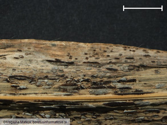 Puccinia maydis