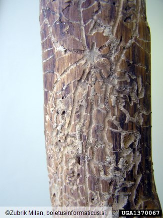 ostrozobi borov lubadar (<i>Ips acuminatus</i>) na <i>Pinus sylvestris</i>