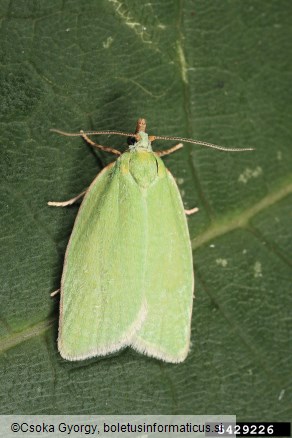 zeleni hrastov zavijač (<i>Tortrix viridana</i>)