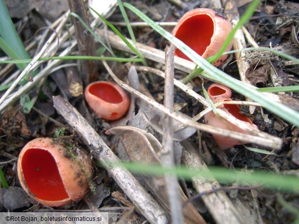 Sarcoscypha coccinea