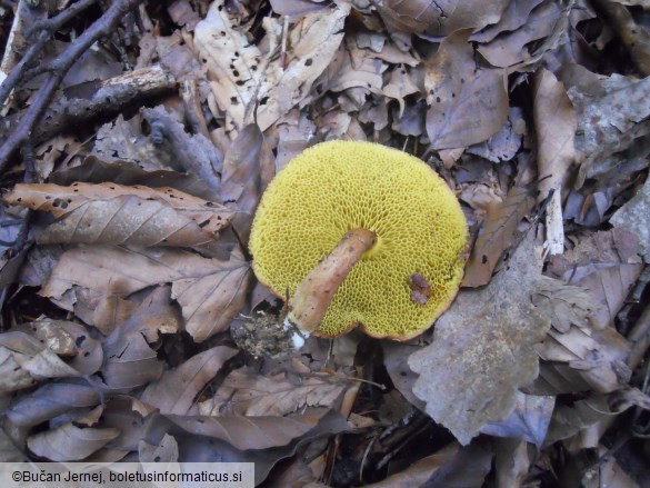 Xerocomus ferrugineus