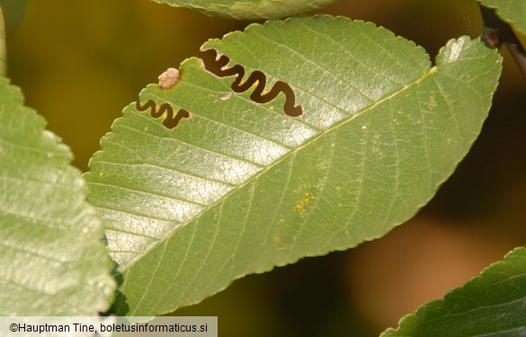 Aproceros leucopoda