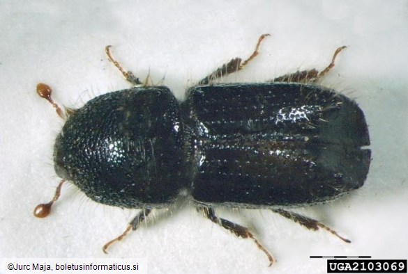 osmerozobi smrekov lubadar ali knaver (<i>Ips typographus</i>)